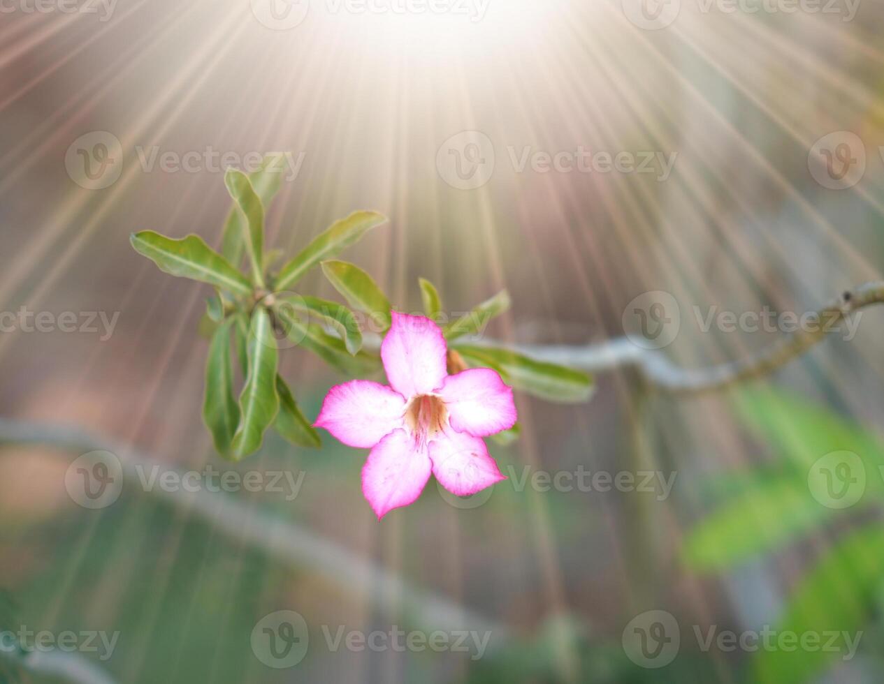 rosa fiore su luce del sole foto