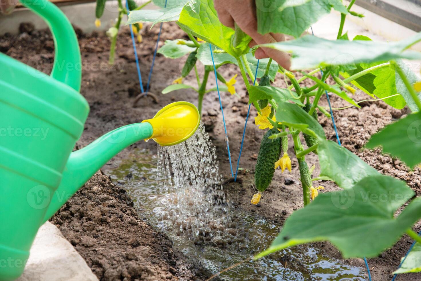 giardiniere acque giovane cetriolo piantine nel un' serra su nutriente suolo con un' irrigazione Potere, cresce verdure foto