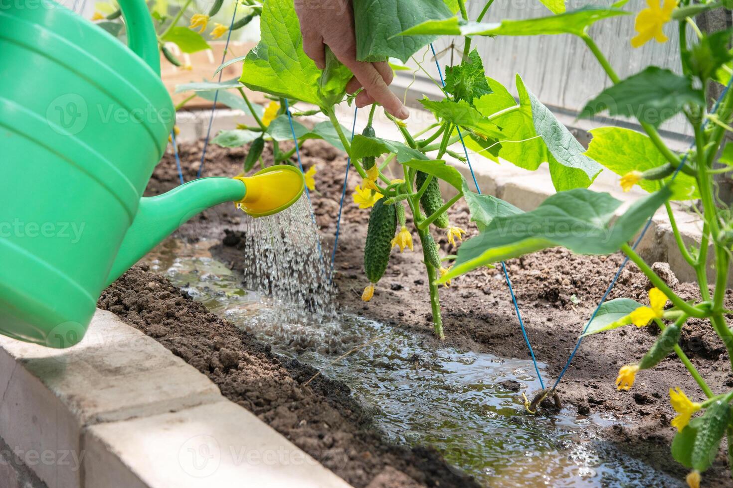 giardiniere acque giovane cetriolo piantine nel un' serra su nutriente suolo con un' irrigazione Potere, cresce verdure foto