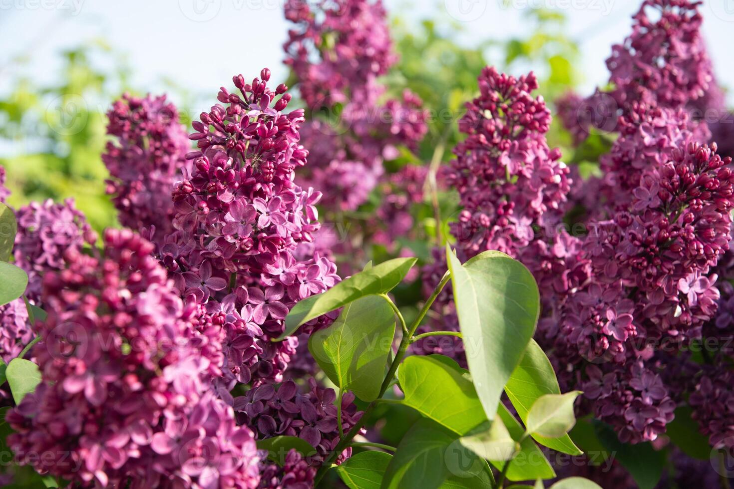 ramo di viola lilla contro un' sfondo di blu e chiaro cielo, ornamentale cespugli fioritura nel presto primavera foto