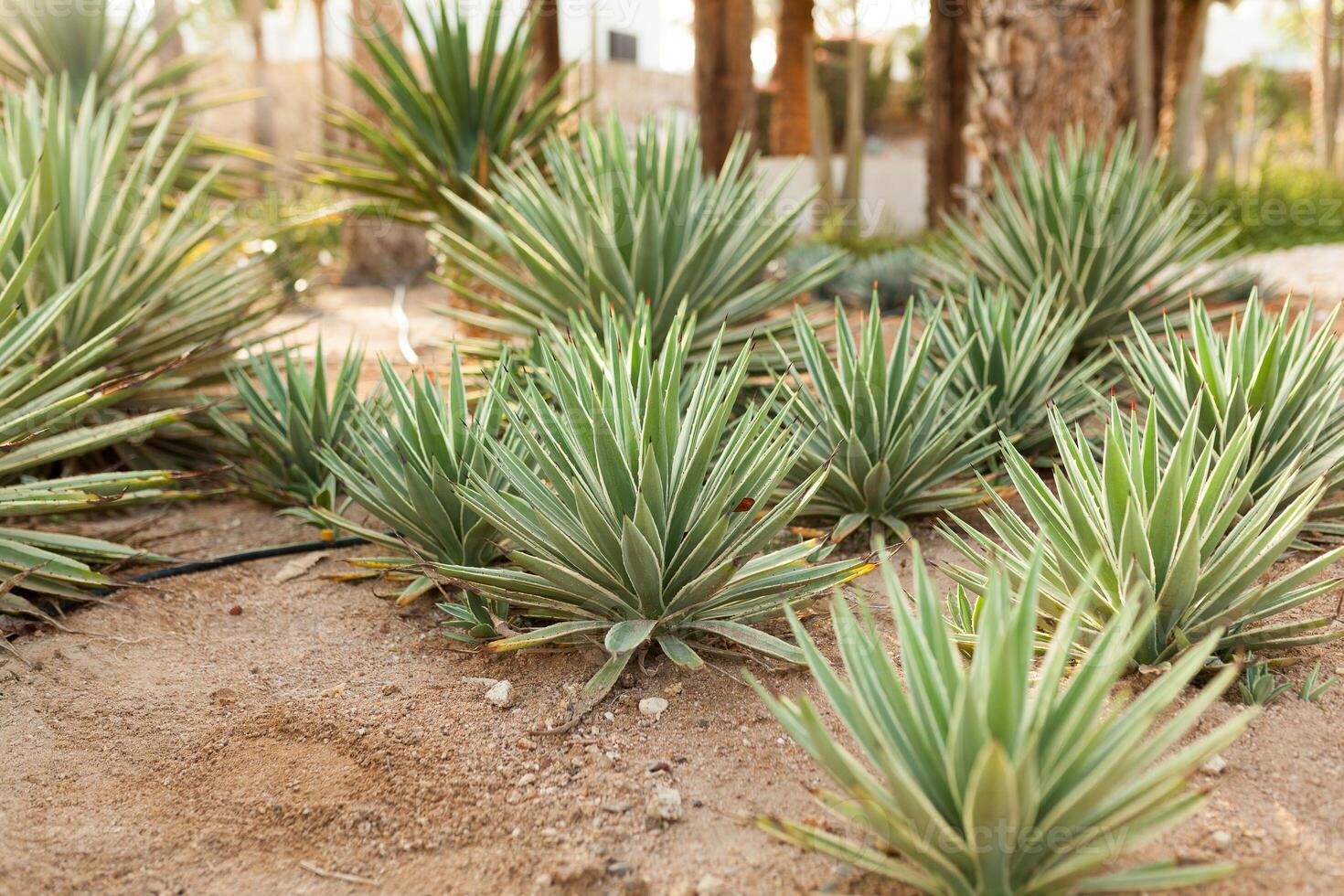 gruppo di cactus cespugli su il decorativo fiore giardino di Agave foto