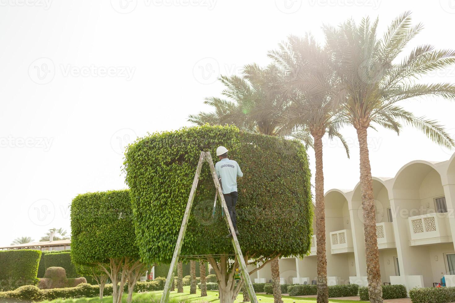 uomo è taglio alberi nel il parco professionale giardiniere nel un' uniforme tagli cespugli foto