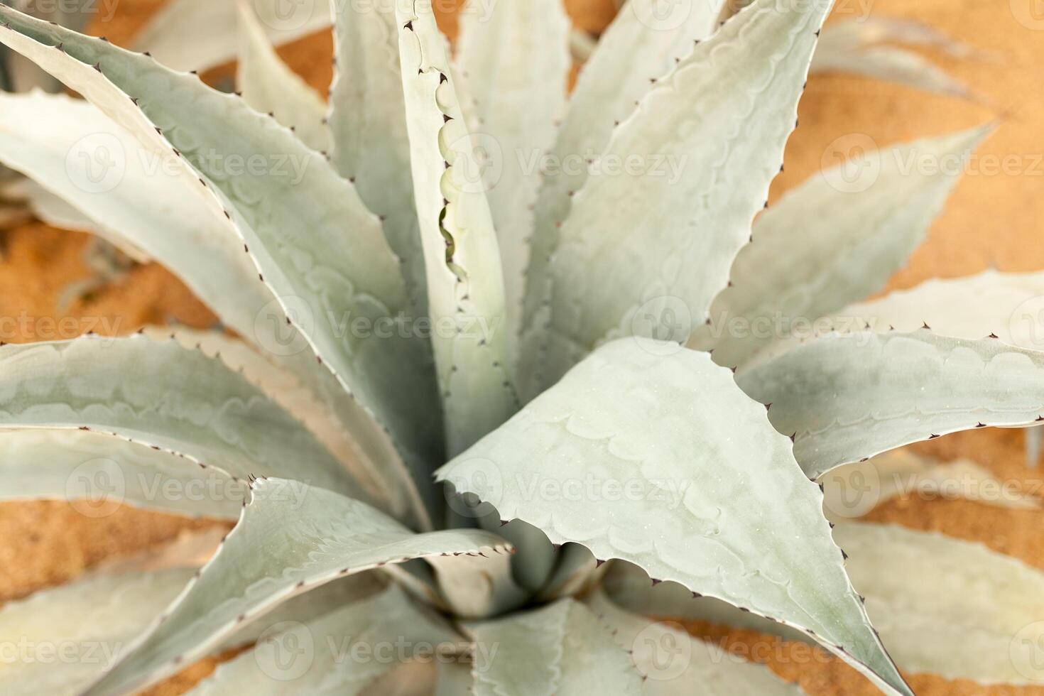 blu Agave cactus sfondo vicino su foto