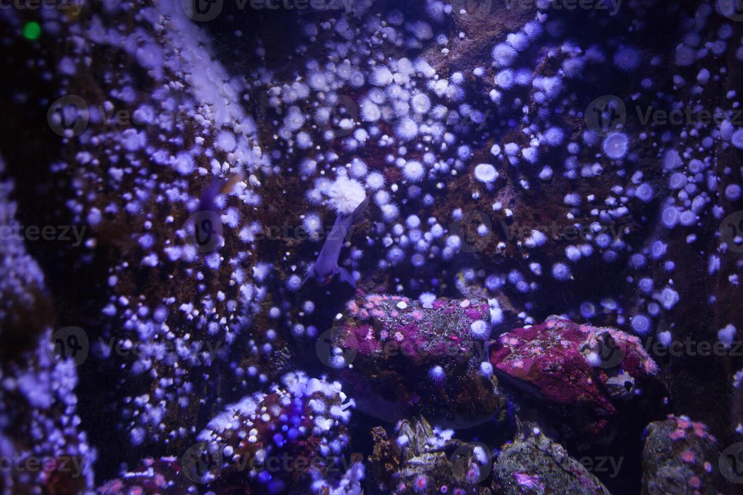 bianca mare anemone nel blu fluorescente leggero foto