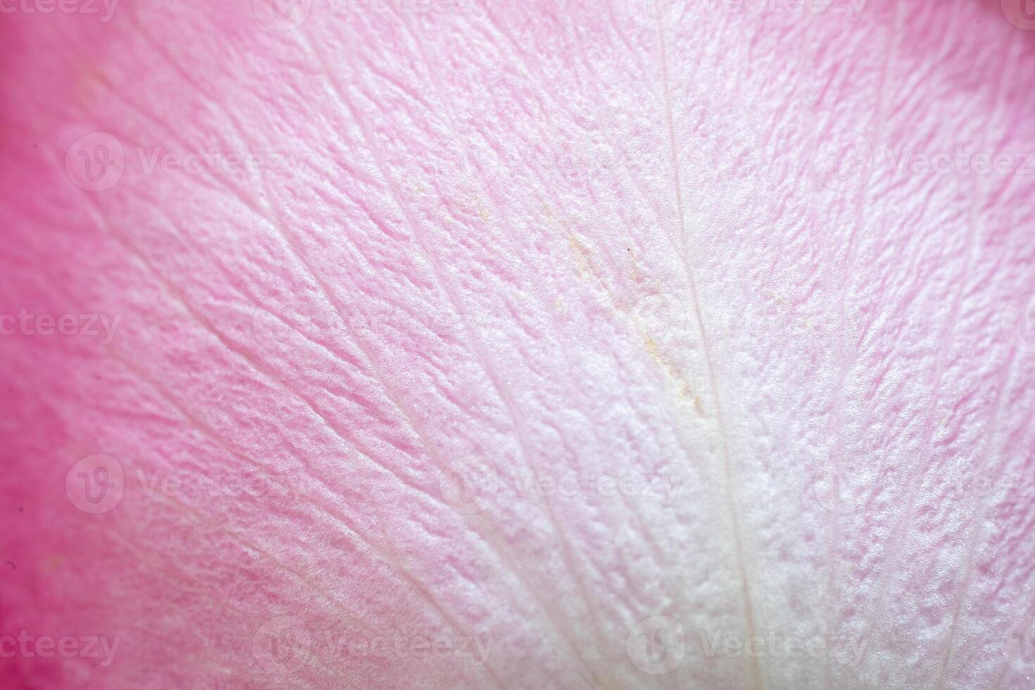 bellissimo rosa rosa fiore macro foto