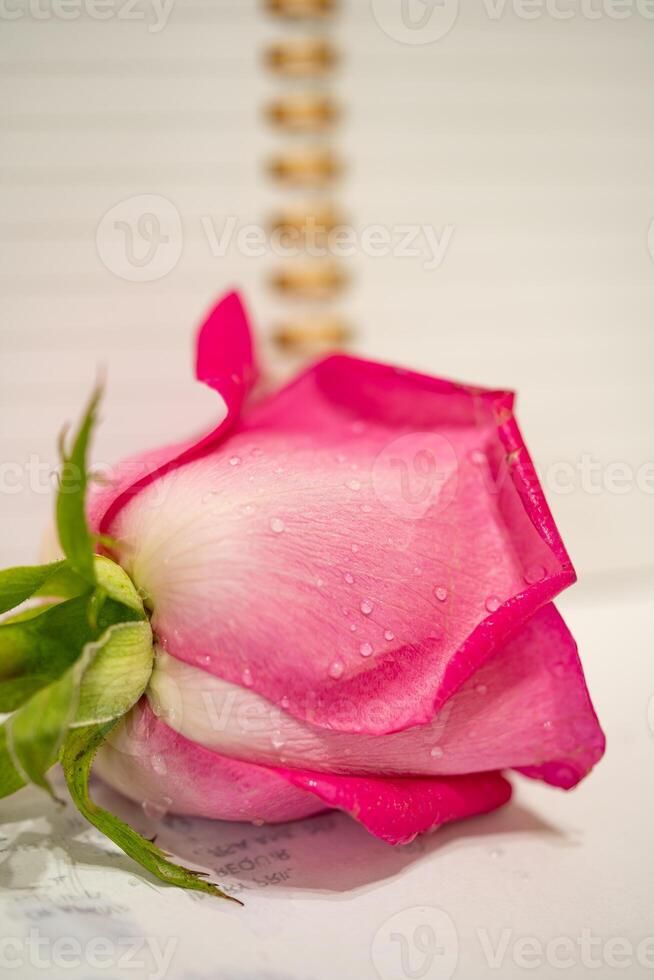 bellissimo rosa rosa fiore macro foto