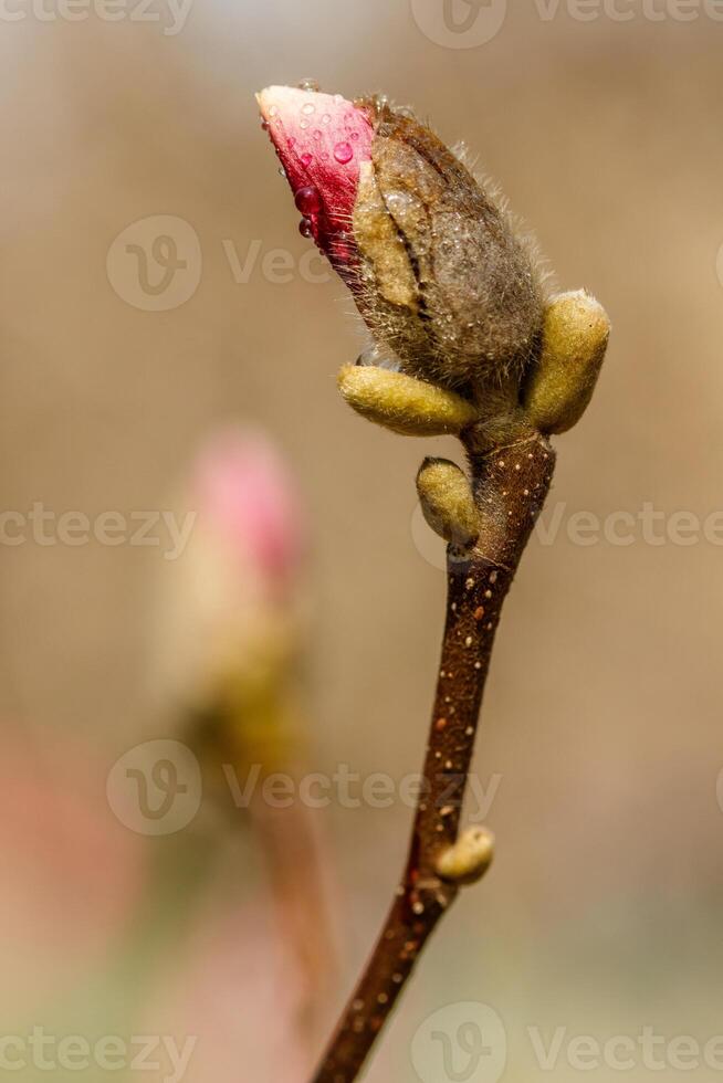 bellissimo magnolia fiori con acqua goccioline foto