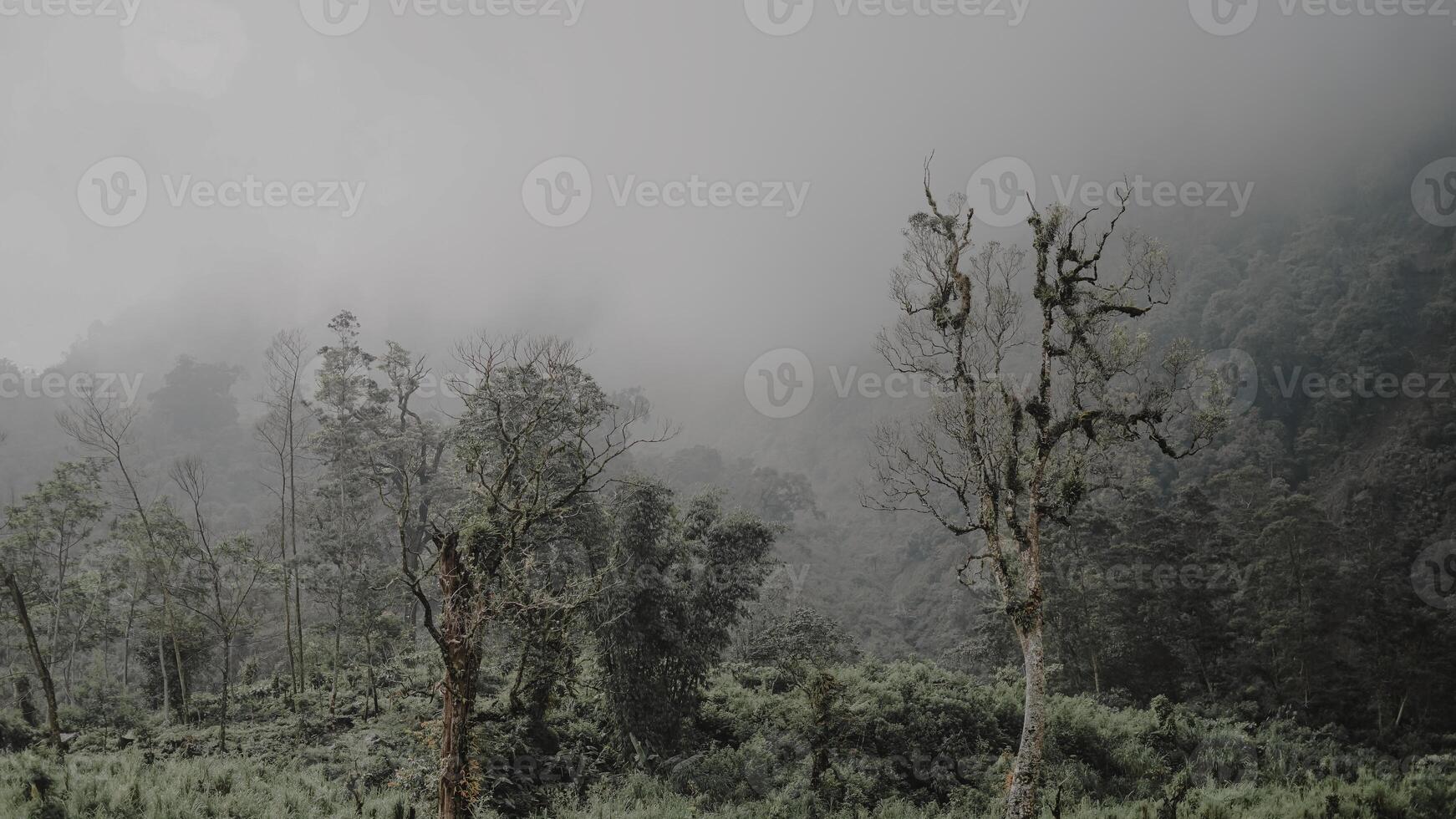 natura eco attraverso il nebbia. foto