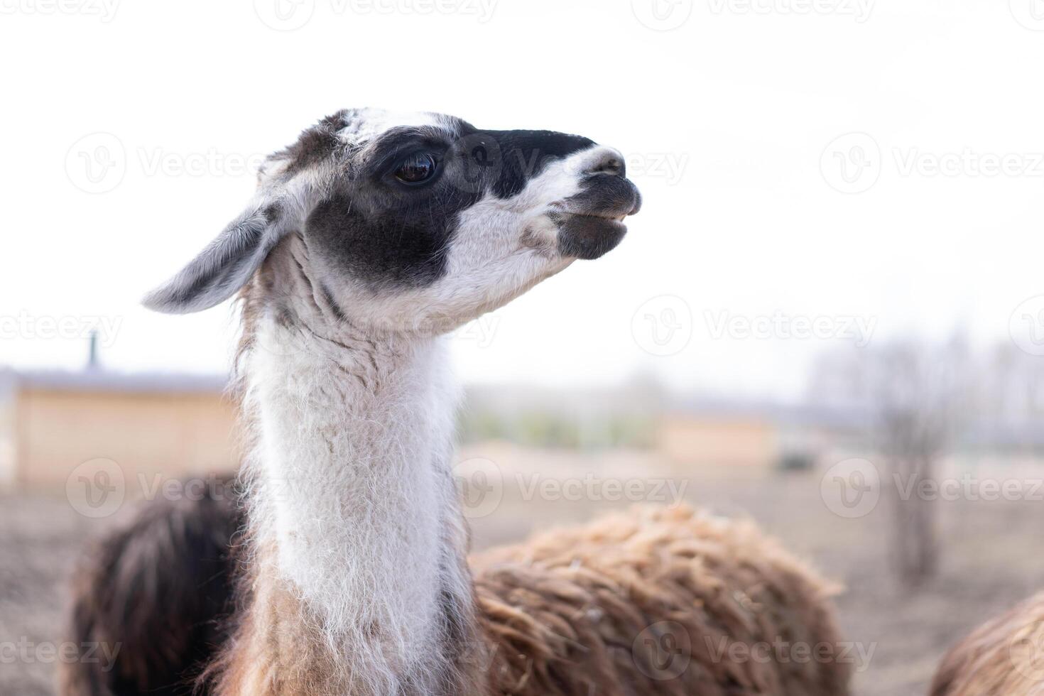 carino animale alpaka lama su azienda agricola all'aperto foto