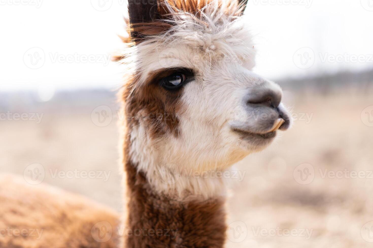 carino animale alpaka lama su azienda agricola all'aperto foto