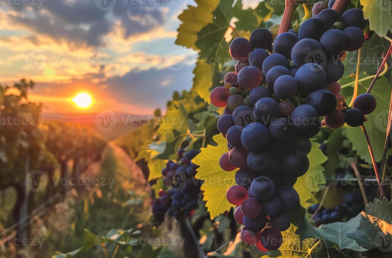 ai generato rosso uva nel vigneto a tramonto foto