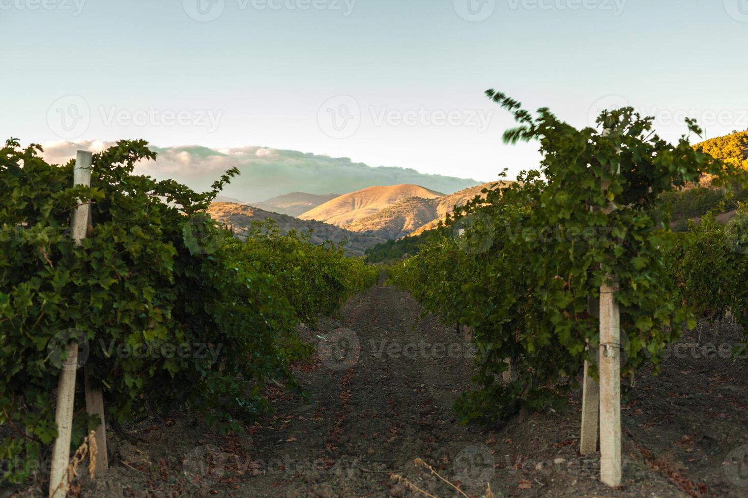 vigneto a il piede di il montagna foto