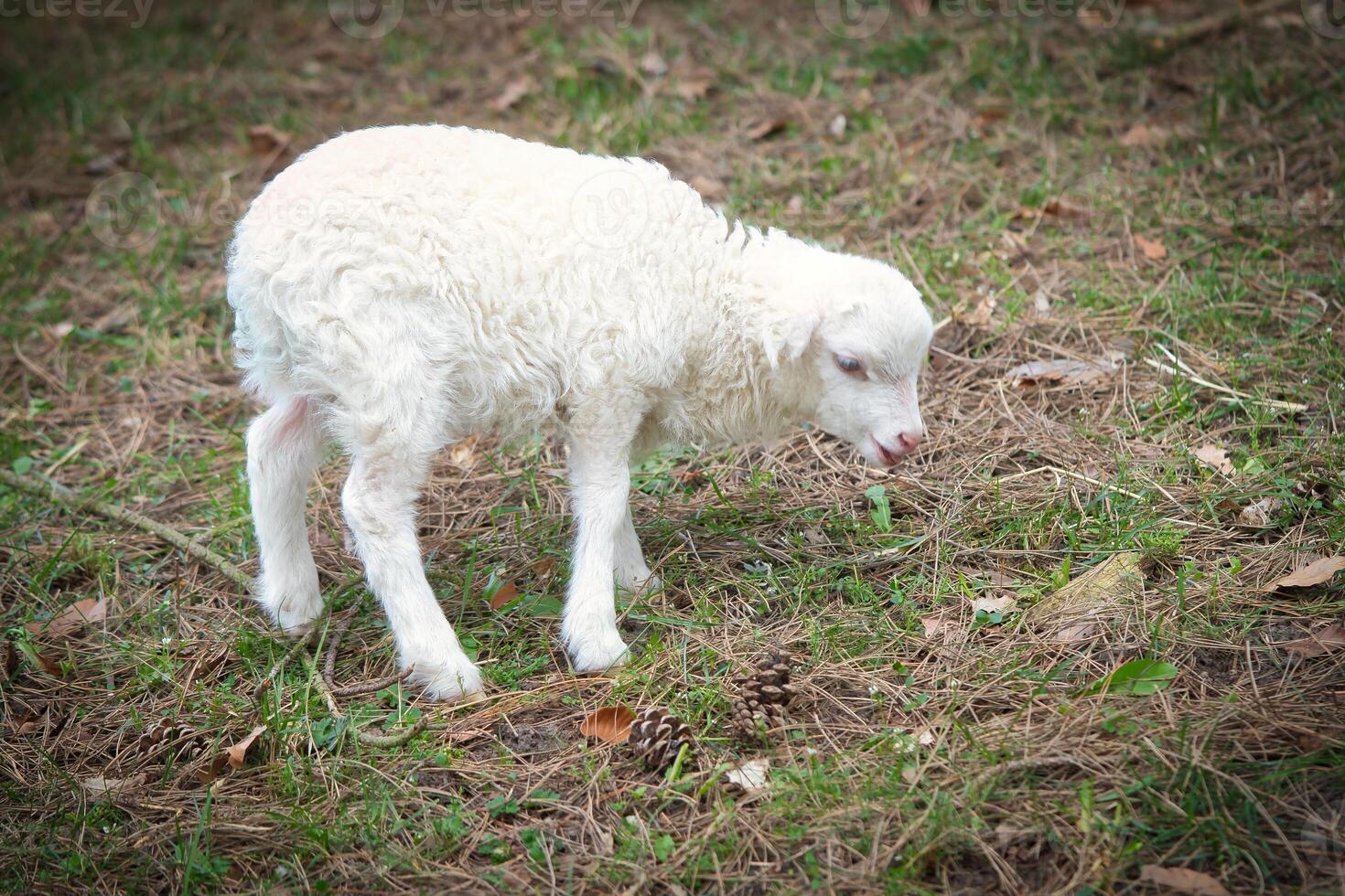 Pasqua agnello in piedi su un' verde prato. bianca lana su un' azienda agricola animale su un' azienda agricola foto