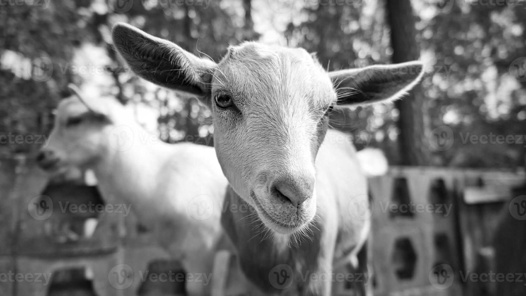 ritratto di un' capra nel nero e bianca. divertente animale foto. azienda agricola animale su il azienda agricola foto