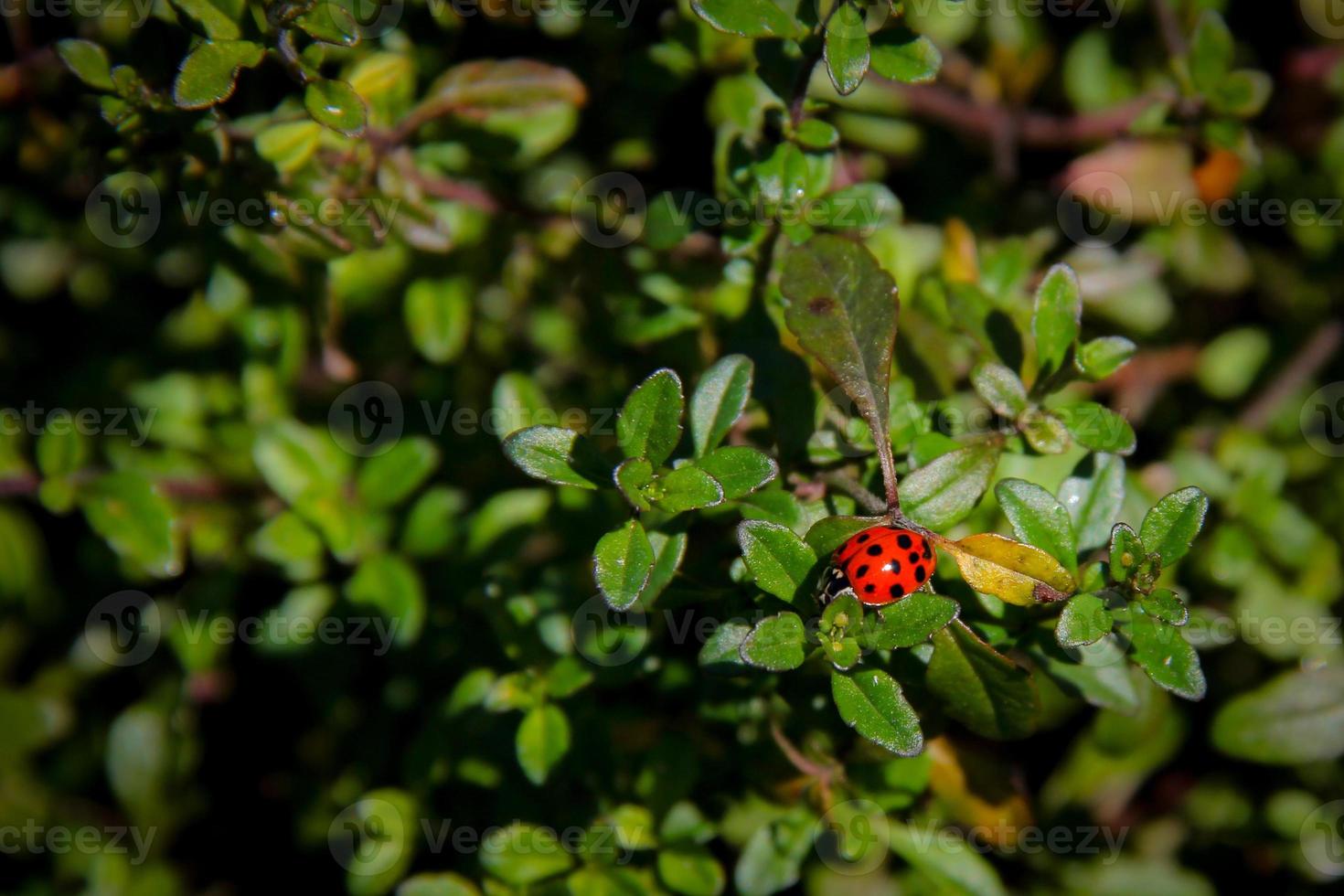 coccinella tra foglie di cespugli. contrasto di colore foto