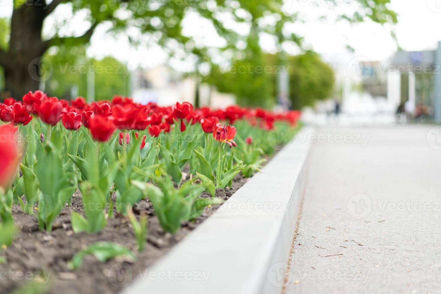 rosso tulipano fiori sfondo all'aperto foto