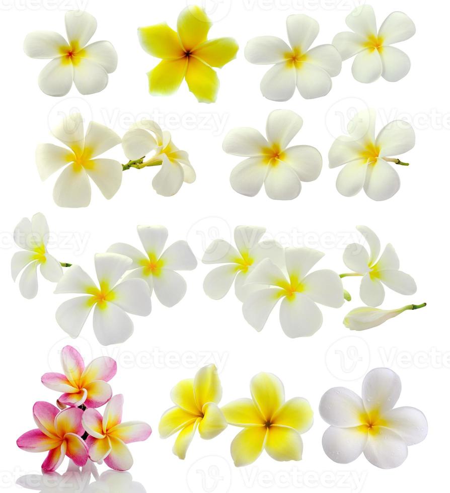 fiore di frangipane isolato su sfondo bianco foto