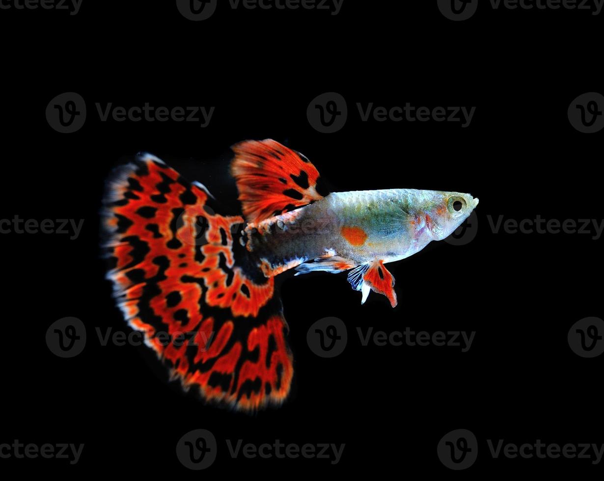 pesce guppy che nuota isolato su nero foto