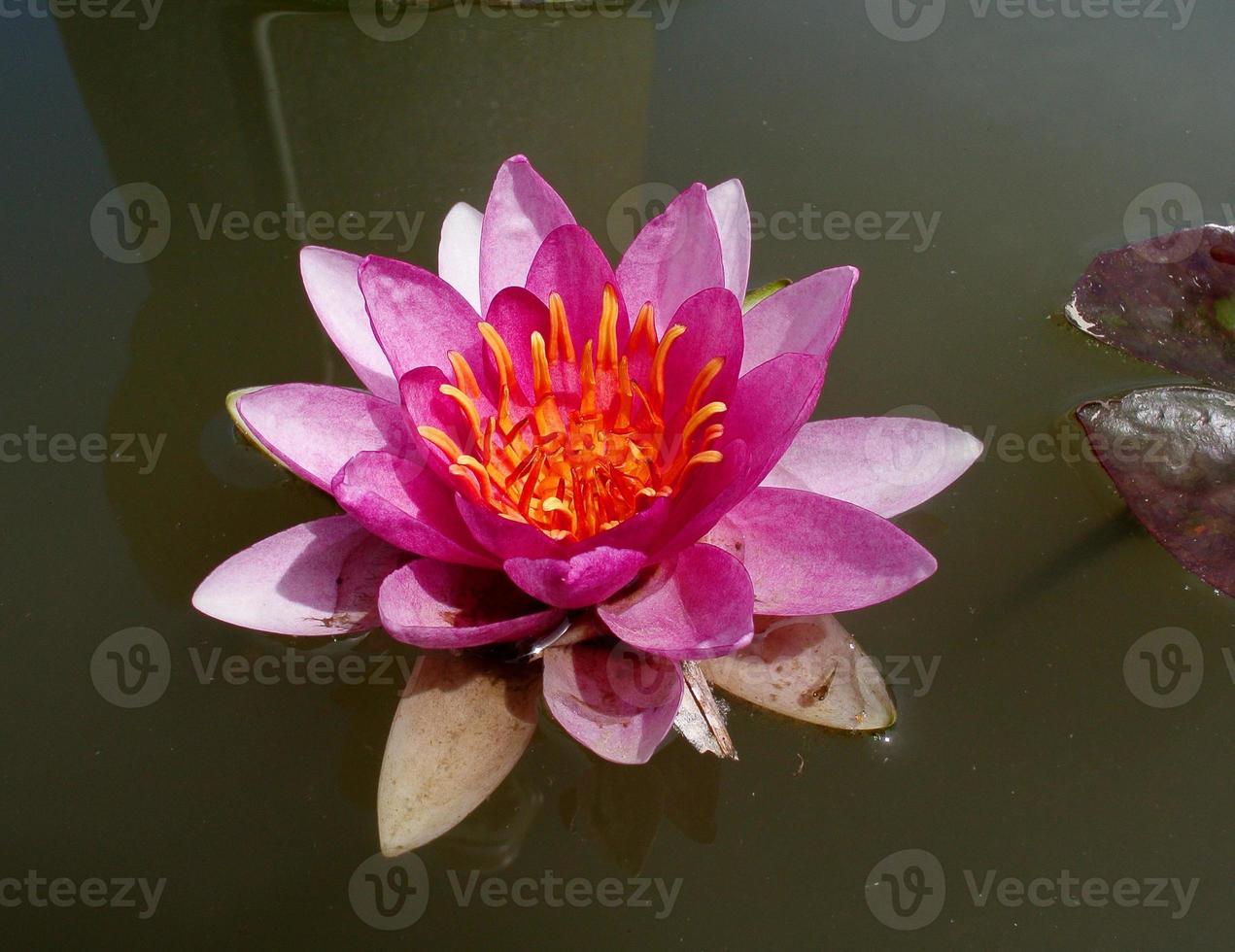 un fiore di loto in fiore foto