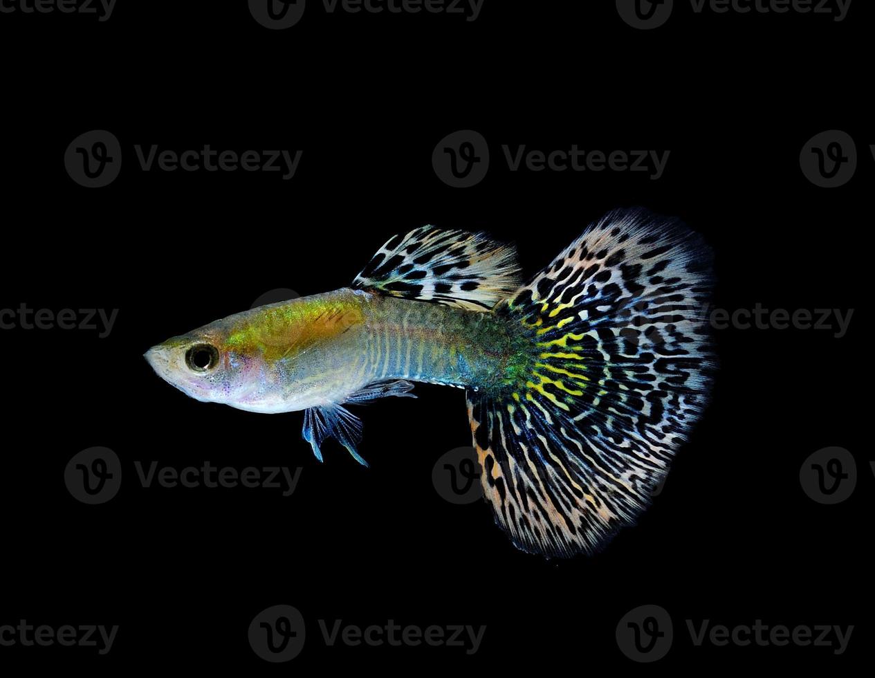 pesce guppy che nuota isolato su nero foto