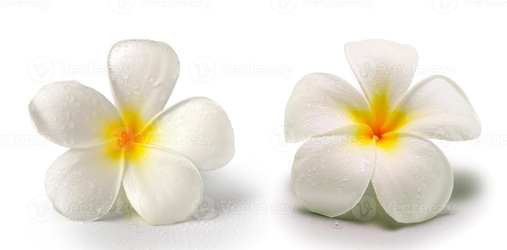 fiore di frangipane isolato su bianco foto