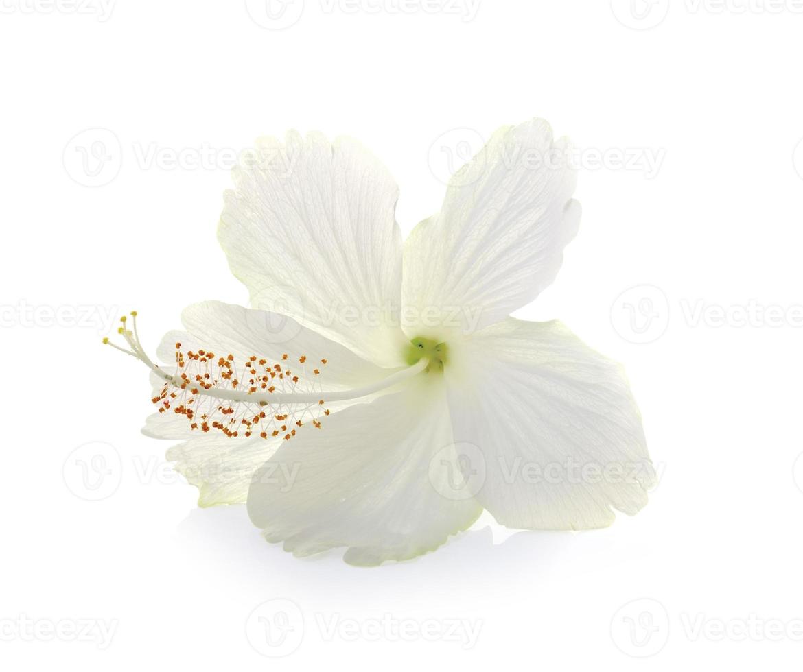 bellissimi fiori isolati su bianco foto