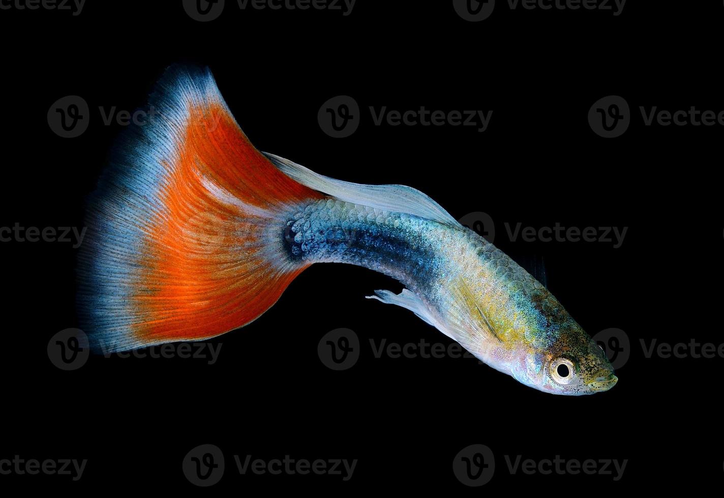 bellissimo guppy isolato su sfondo nero foto