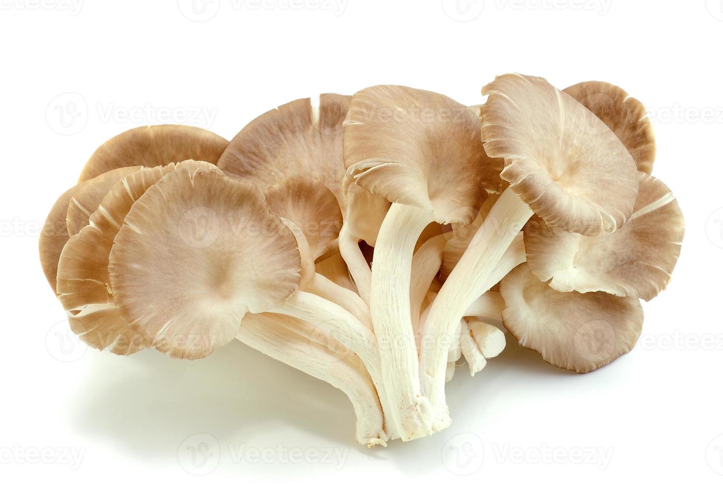 funghi su sfondo bianco foto