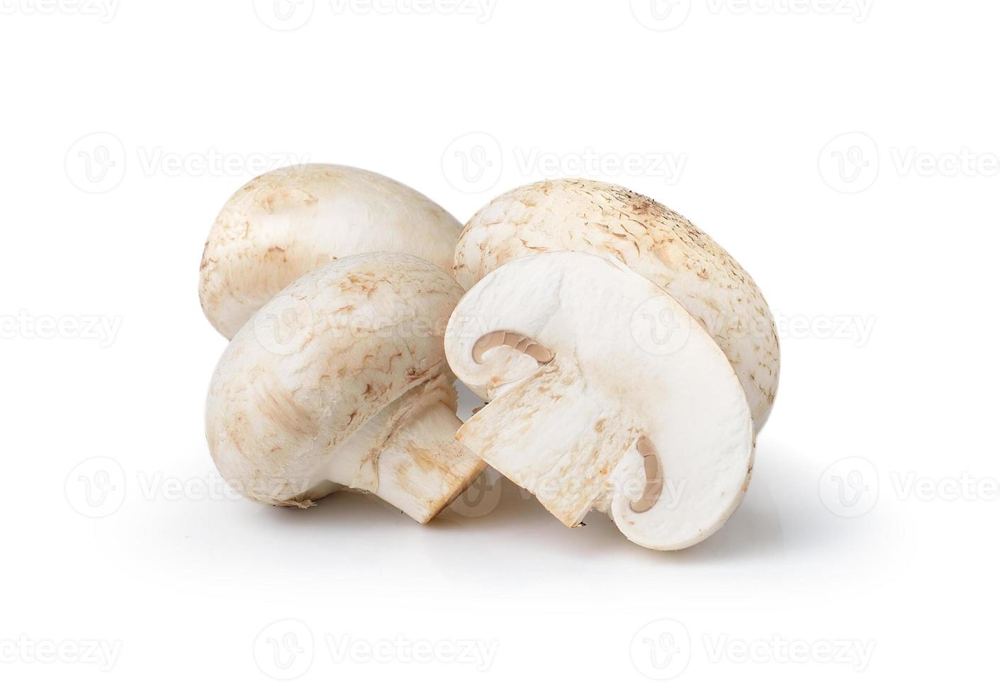 fungo champignon isolato su sfondo bianco foto