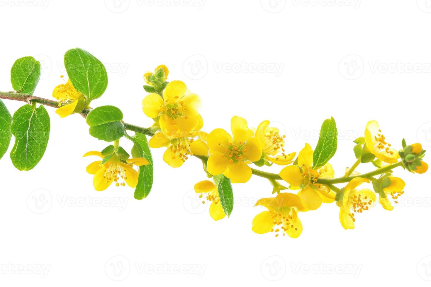 ai generato piccolo giallo fiori di berberis thunbergi isolato su bianca foto