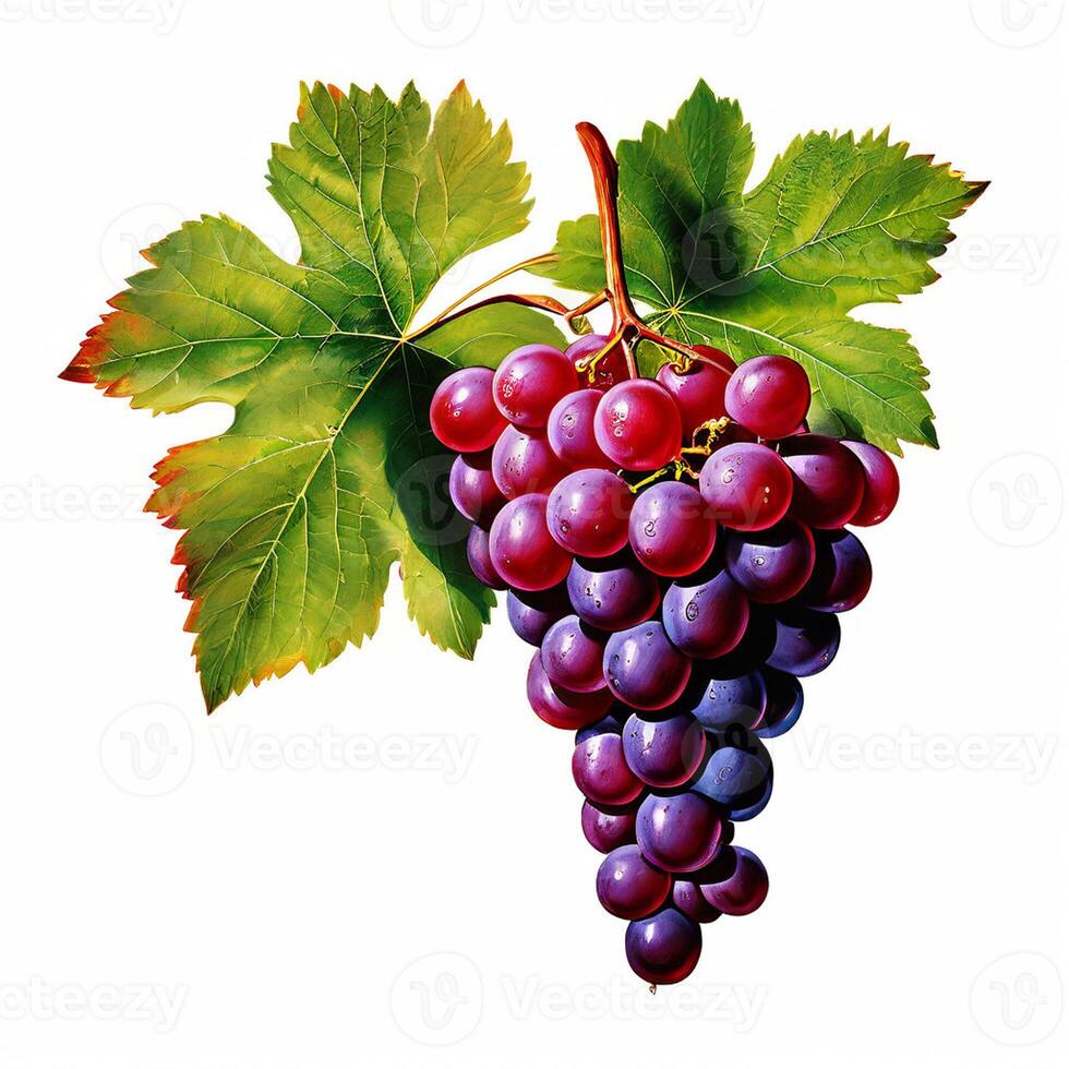 ai generato un' mazzo di fresco maturo succoso biologico rosso uva con verde le foglie isolato su bianca sfondo foto