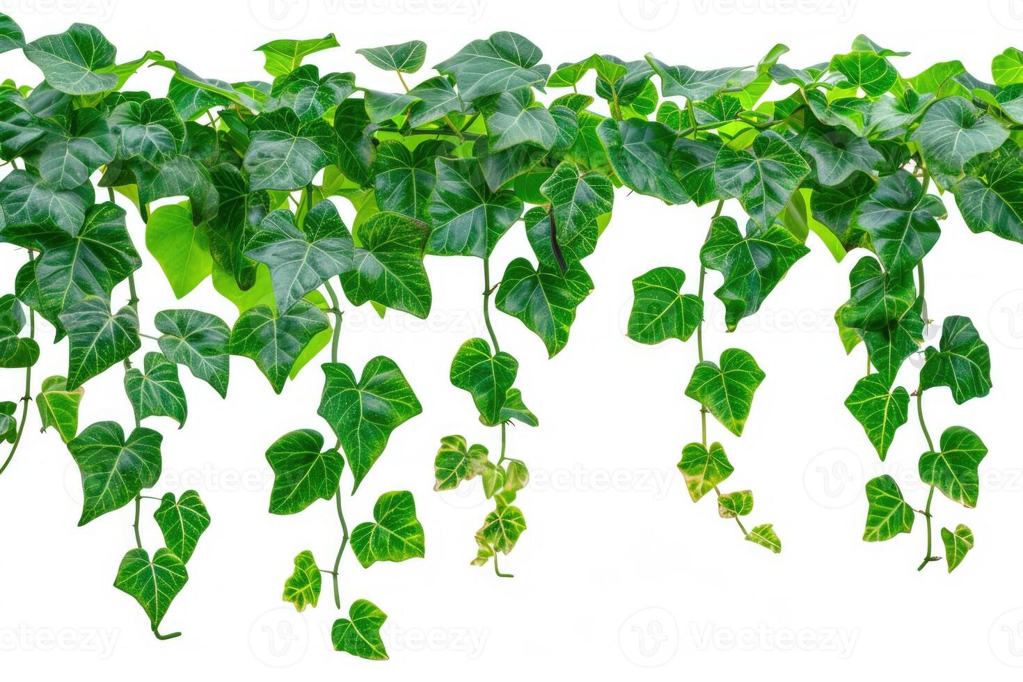 ai generato isolato sospeso vite pianta con verde le foglie. foto