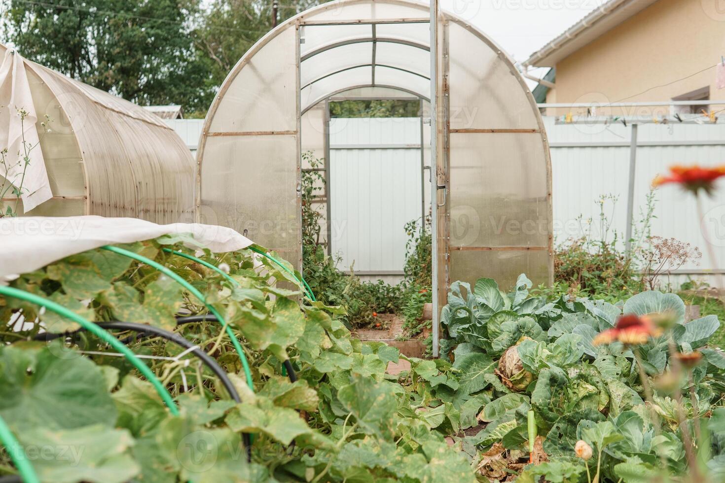 grande serre per in crescita fatti in casa verdure. il concetto di giardinaggio e vita nel il nazione. foto