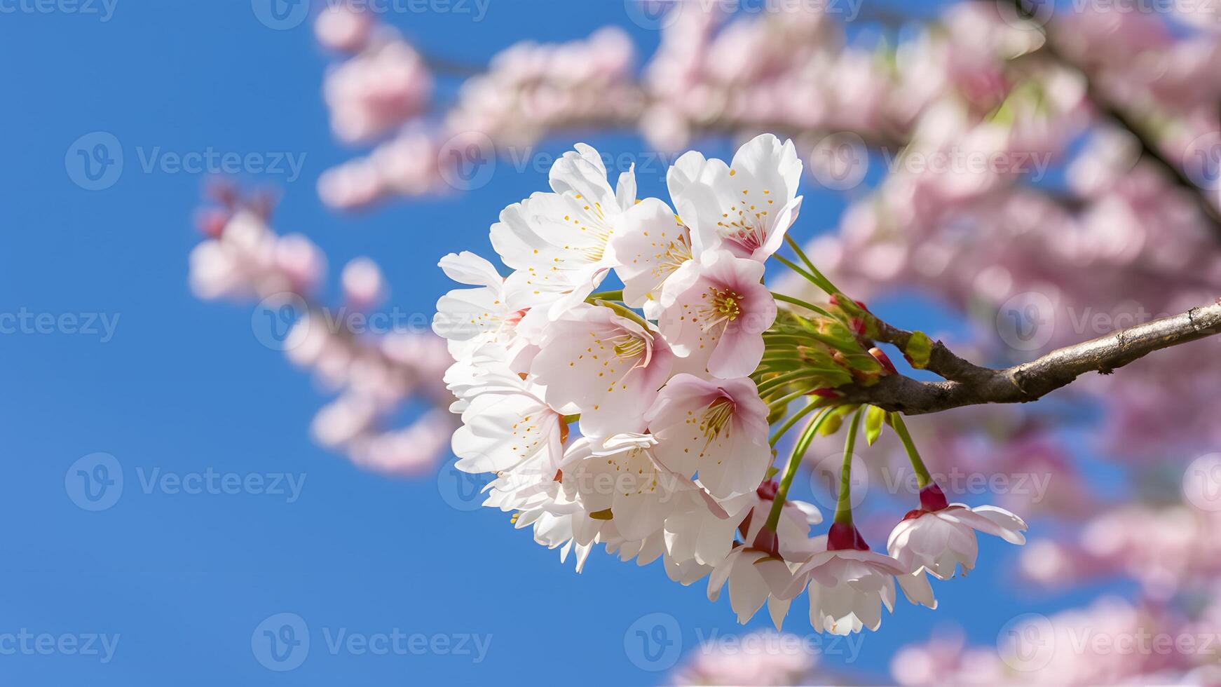 ai generato primavera ciliegia fiori contro sereno blu cielo sfondo foto