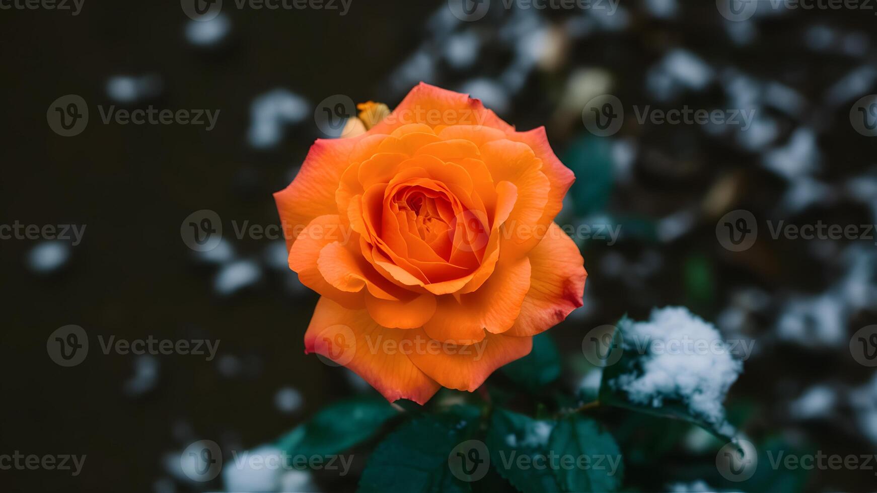 ai generato arancia rosa fiore in mezzo falso neve su buio sfondo foto