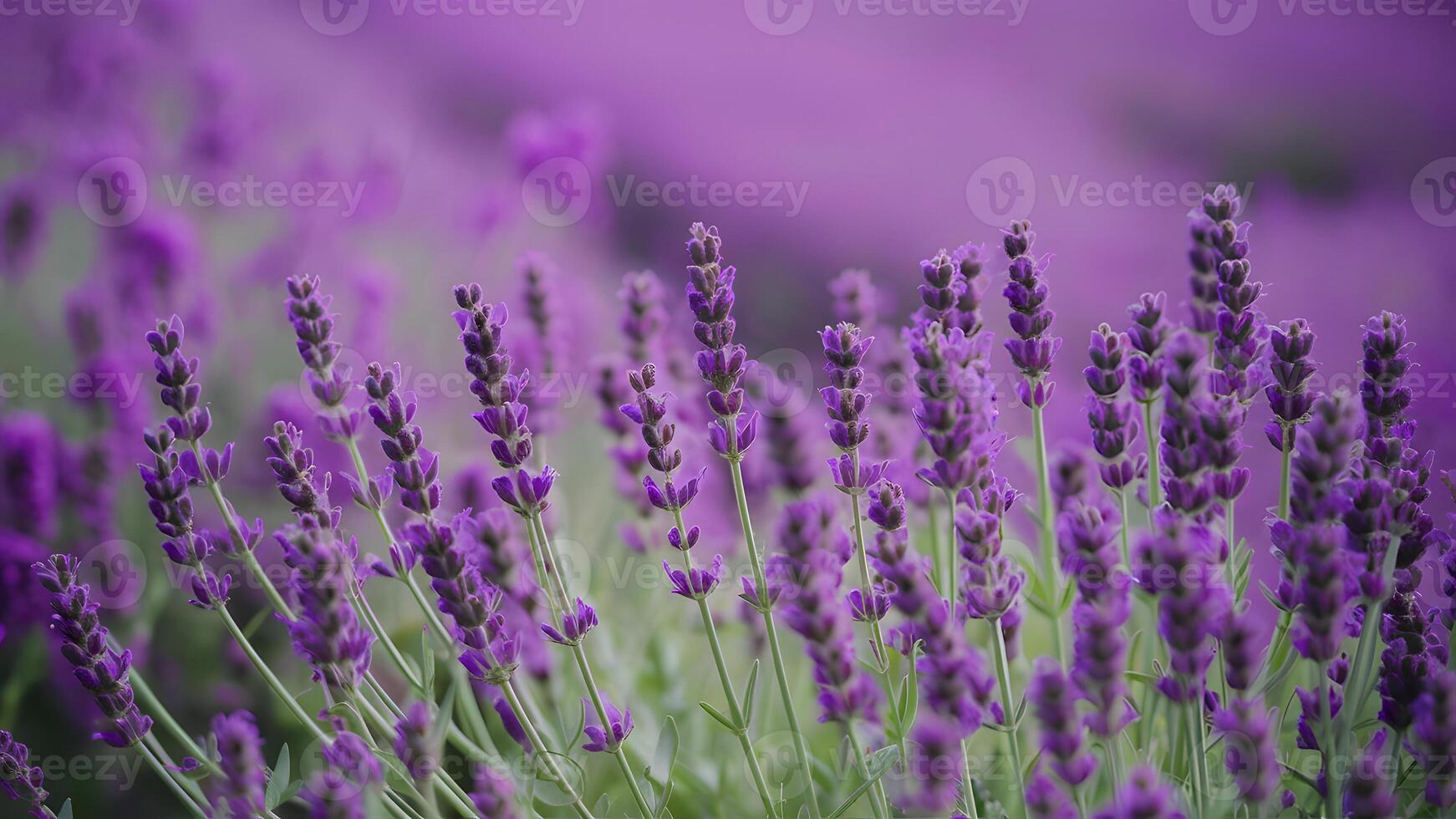 ai generato lavanda fioritura fragrante fiori campo, avvicinamento viola sfondo, ondeggiante foto