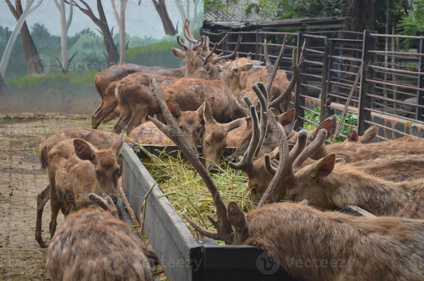 illuminata dal sole alimentazione cervo, cervus elafo, cervo con nuovo in crescita corna di fronte il telecamera nel natura conserva. erbivoro avvertimento a partire dal lato Visualizza con copia spazio. dire bugie animale con Marrone pelliccia nel un' fieno campo. foto