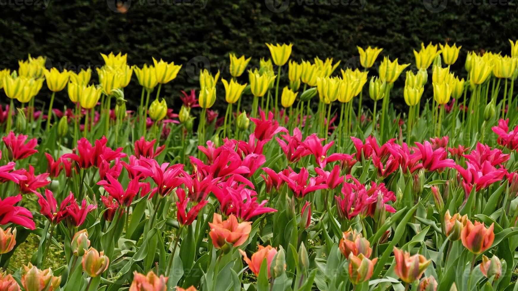 primavera fiori striscione. rosa fioritura tulipani nel campo. rosa petali e verde le foglie di fioritura fiori. saluto carta striscione, La madre di giorno carta, Da donna giorno, compleanno, Pasqua. botanico selezione foto