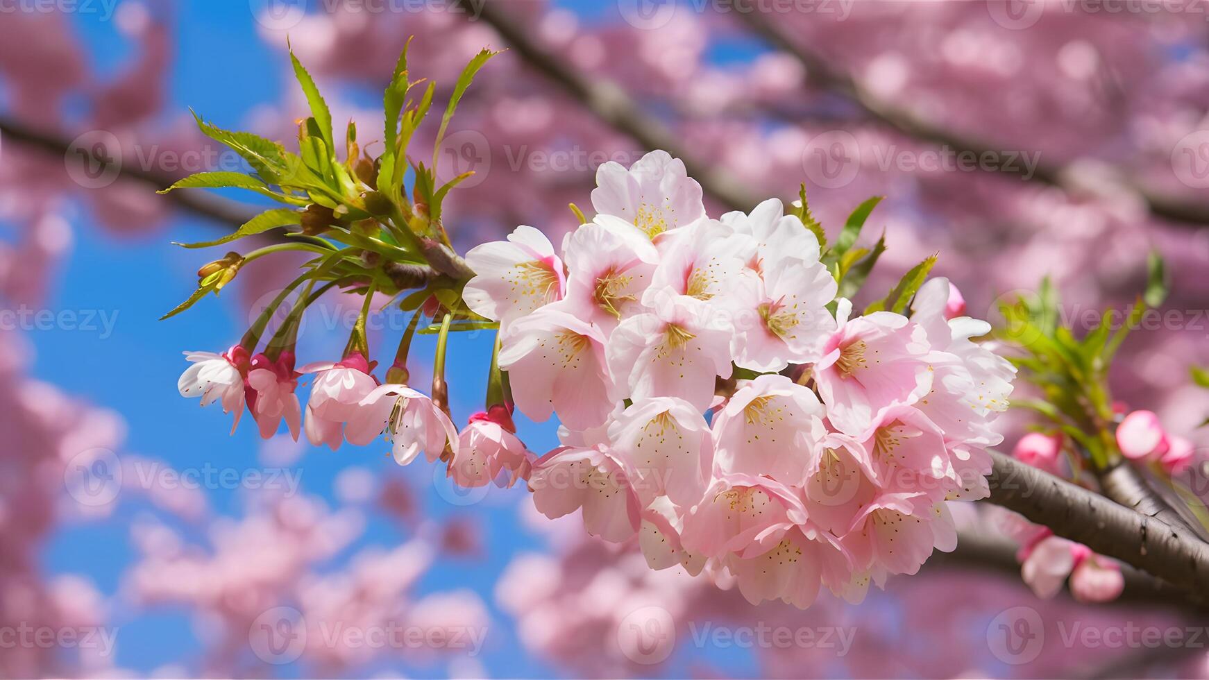 ai generato sfondo di ciliegia fiorire albero nel delicato rosa fioritura foto