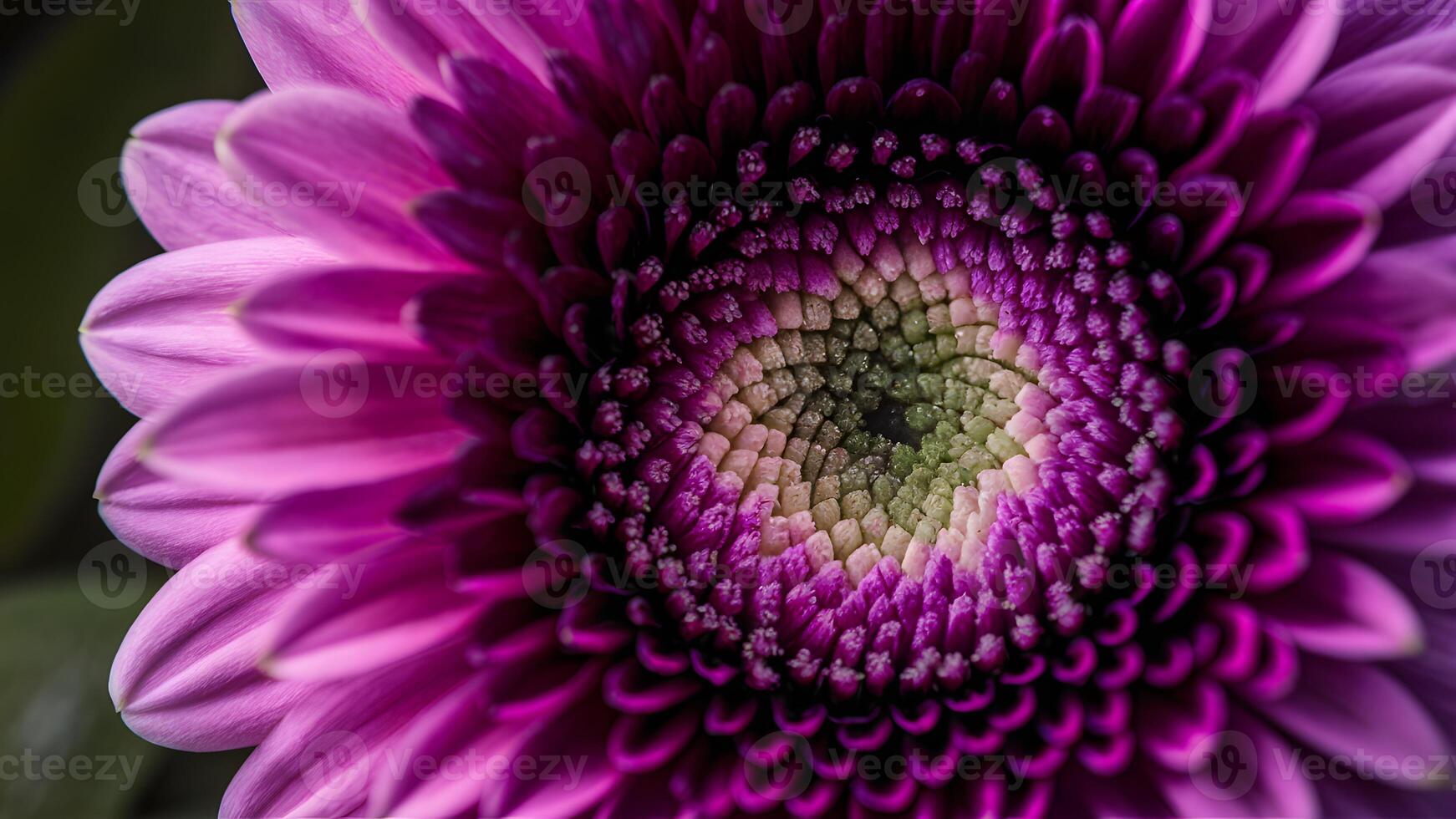 ai generato estremo dettagliato macro di viola gerbera fiore con morbido petali foto