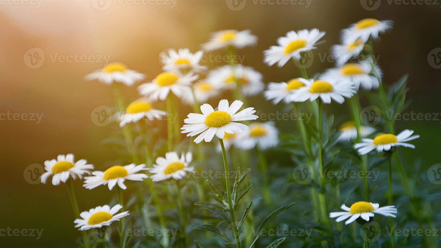 ai generato sereno camomilla fiori impostato contro un' dolcemente sfocato sfondo foto