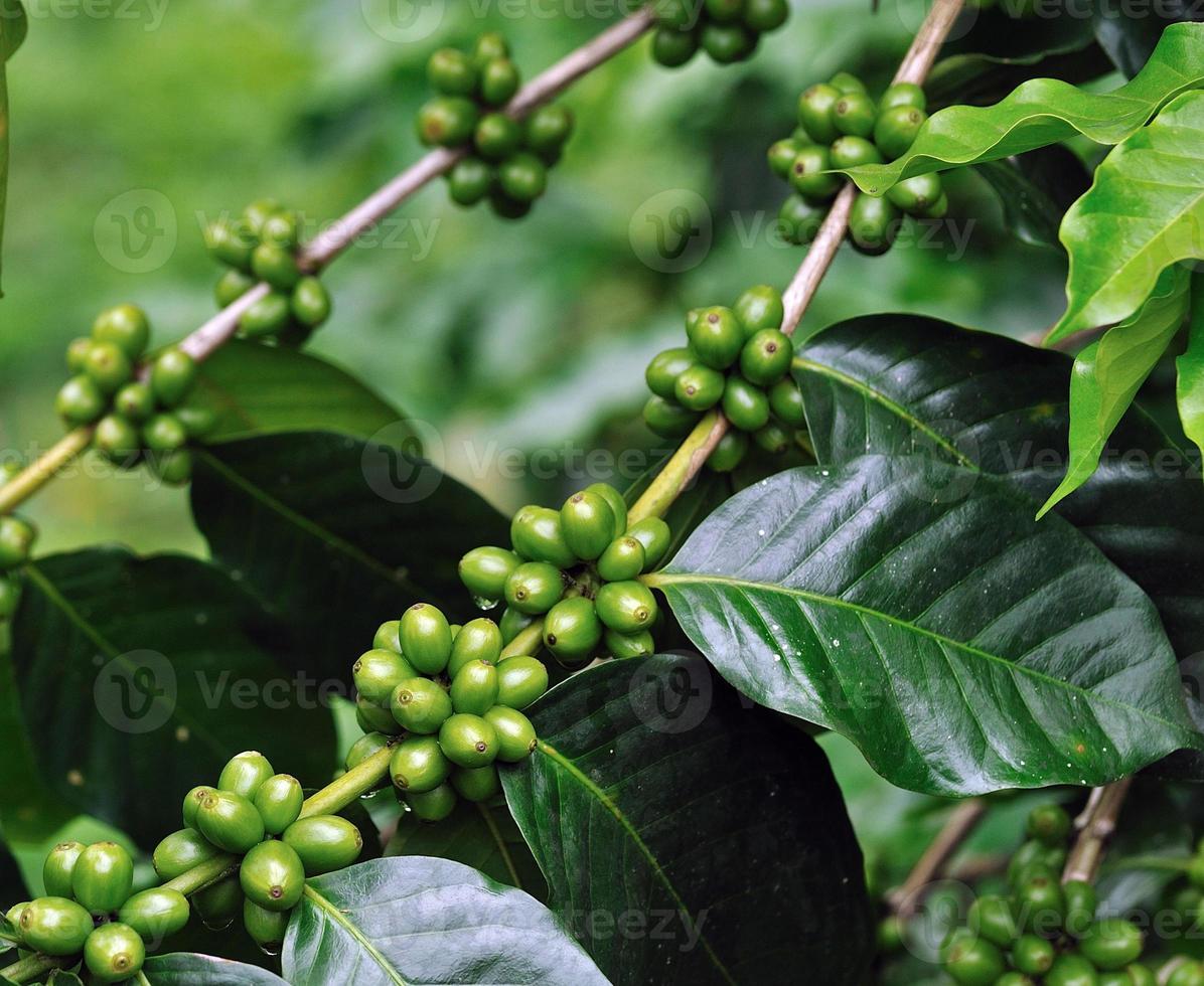 chicchi di caffè non maturi sulla pianta del caffè. foto