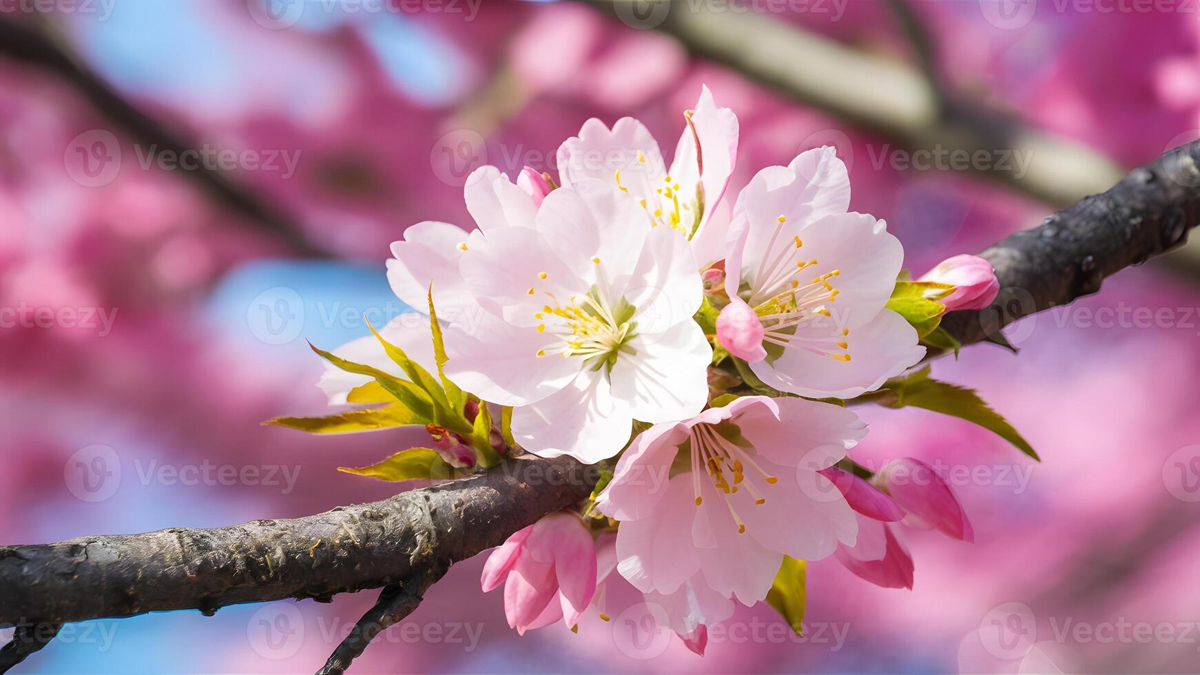ai generato bellissimo sakura fiore nel pieno fioritura contro rosa ciliegia fiorire foto