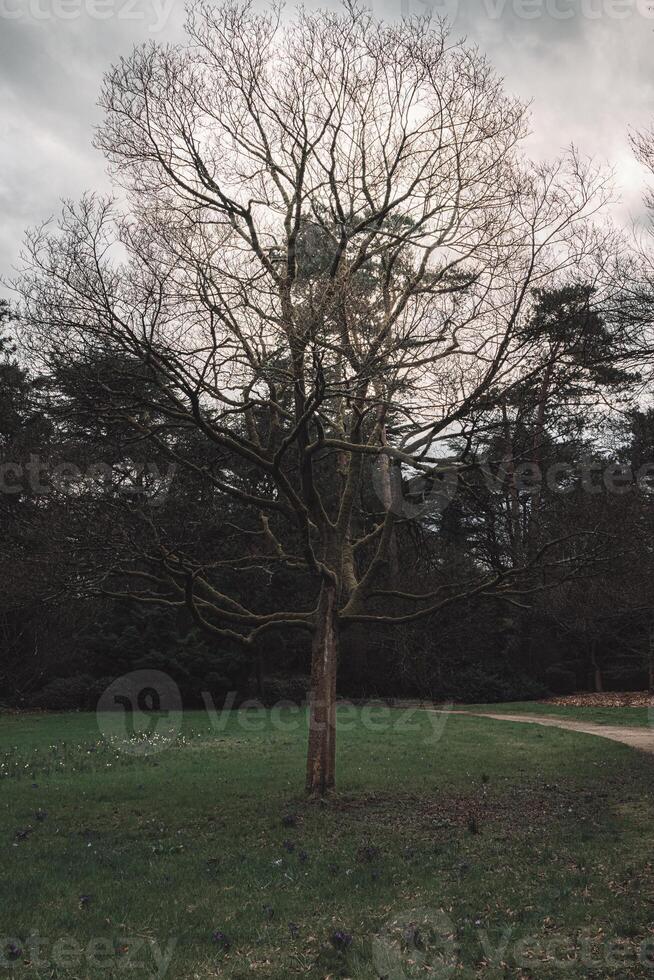 un' albero sta solo nel un' campo di erba foto