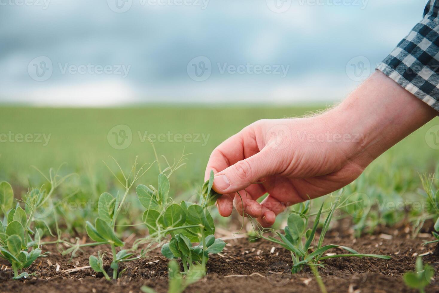 contadino è studiando il sviluppo di verdura piselli. contadino è cura per verde piselli nel campo. il concetto di agricoltura. contadino esamina giovane pisello spara nel un' coltivato agricolo la zona. foto