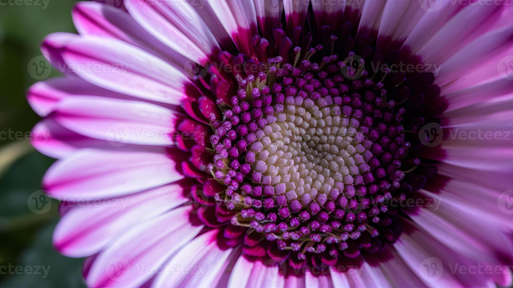 ai generato Visualizza macro vicino su di viola gerbera fiore con bellissimo morbido petali foto