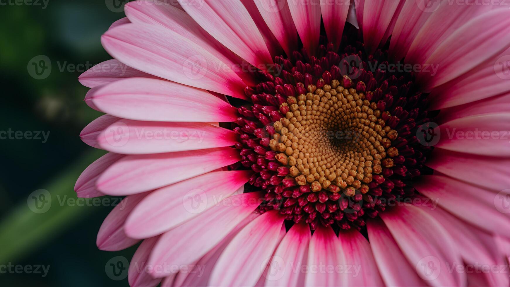 ai generato vicino su rosa gerbera fiore come sfondo Immagine, strettamente foto