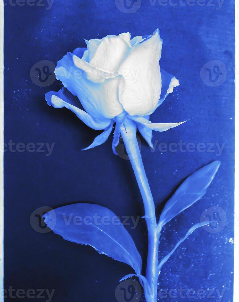 ai generato un' piatto scansione di un' cyanotype di un' fiore con blu carta foto