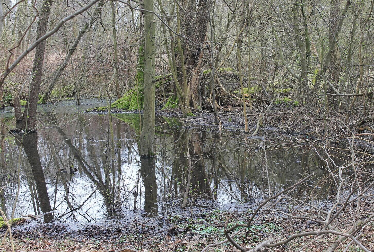 natura sfondo foto