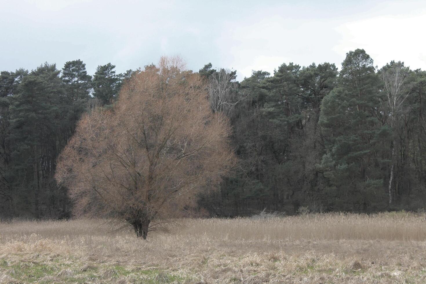 natura sfondo foto